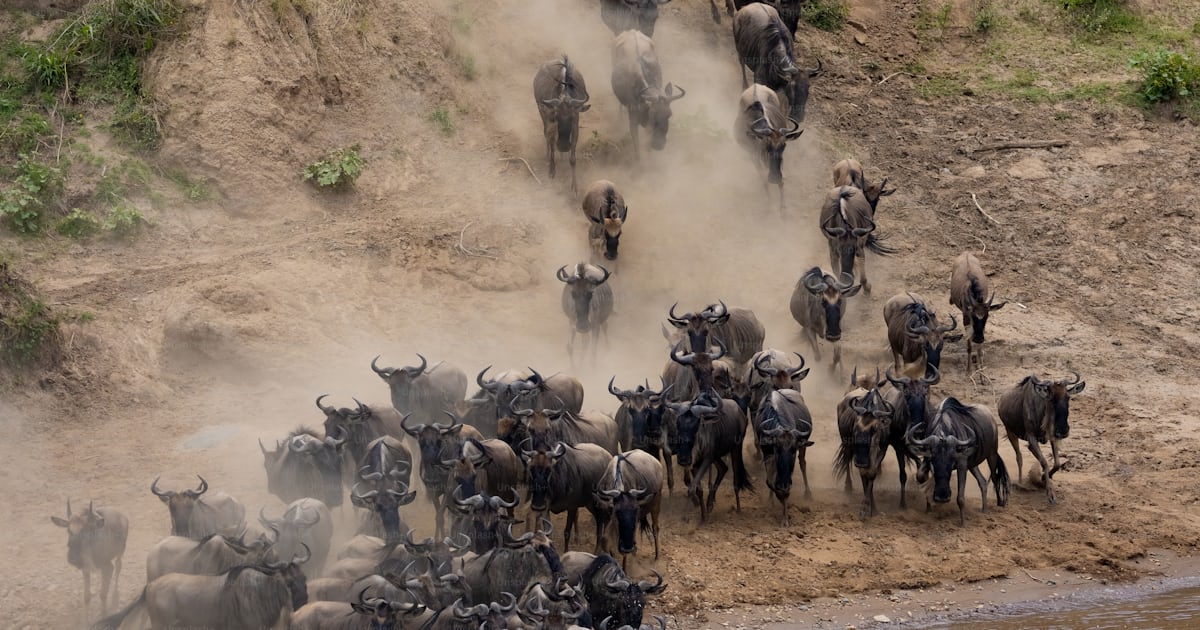 Foto zum Thema Die Gnuwanderung in Afrika – Bild zu Migration auf Unsplash