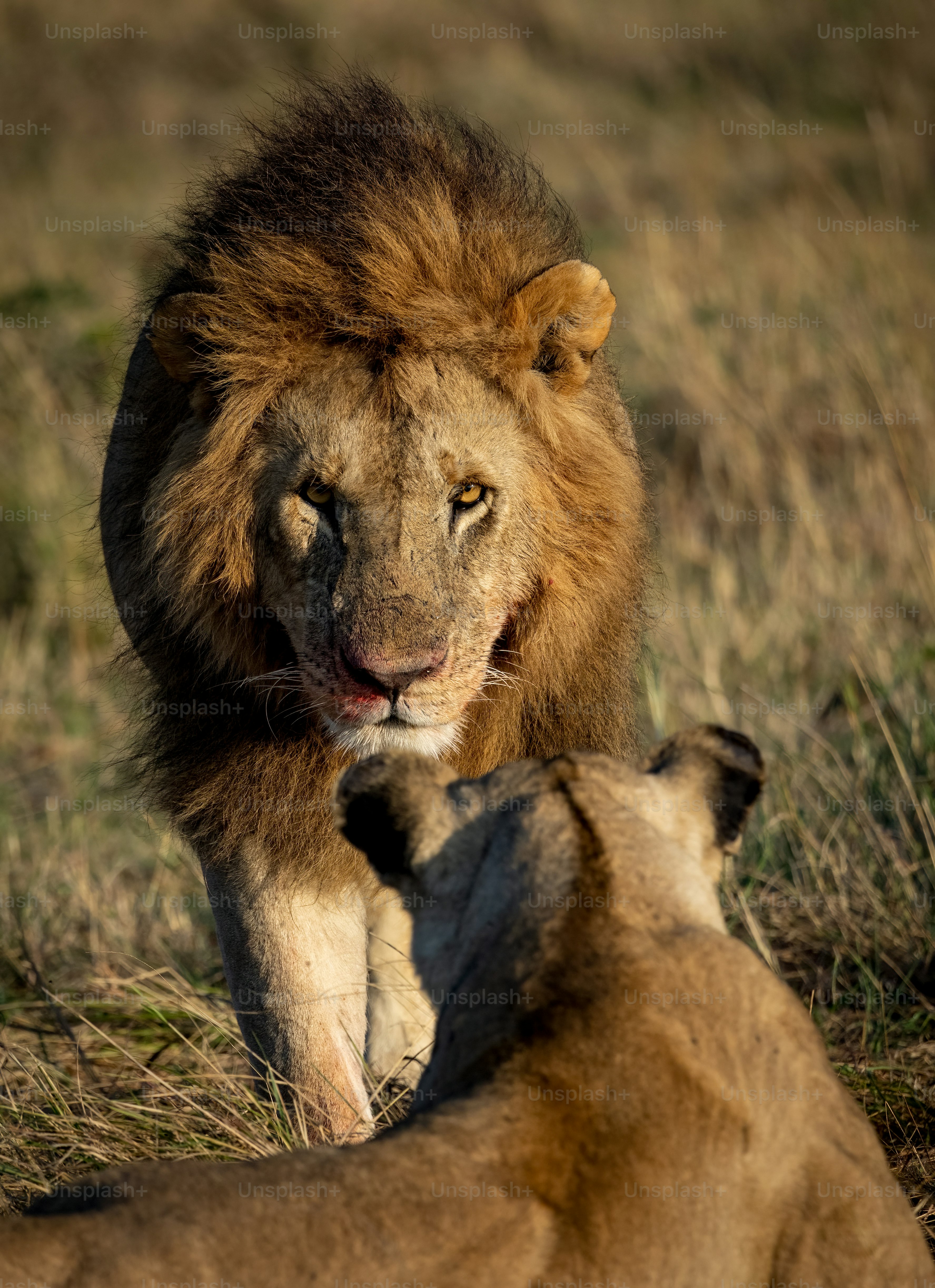 A lion portrait in the Maasai Mara, Africa