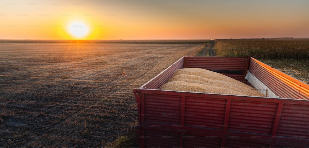 Colheita de milho em uma terra agrícola no pôr do sol