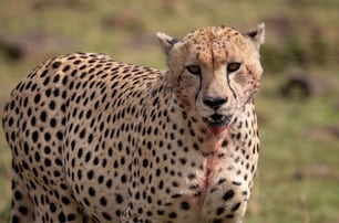 A cheetah in the Mara, Africa