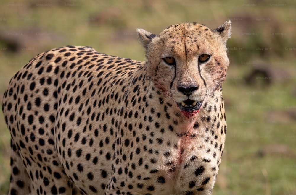 Um guepardo no Mara, África