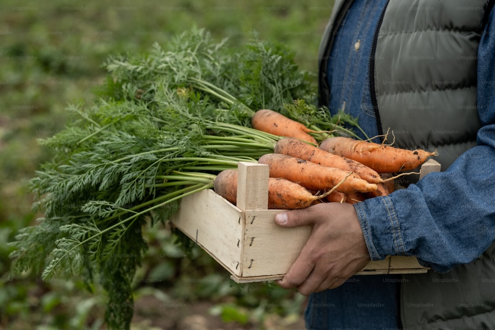Mãos do agricultor em roupa de trabalho segurando caixa de madeira com pilha de cenouras frescas