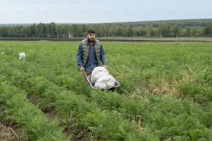 Agricultor barbudo empurrando carrinho com sacos enquanto se movia ao longo da vegetação crescente em grande campo