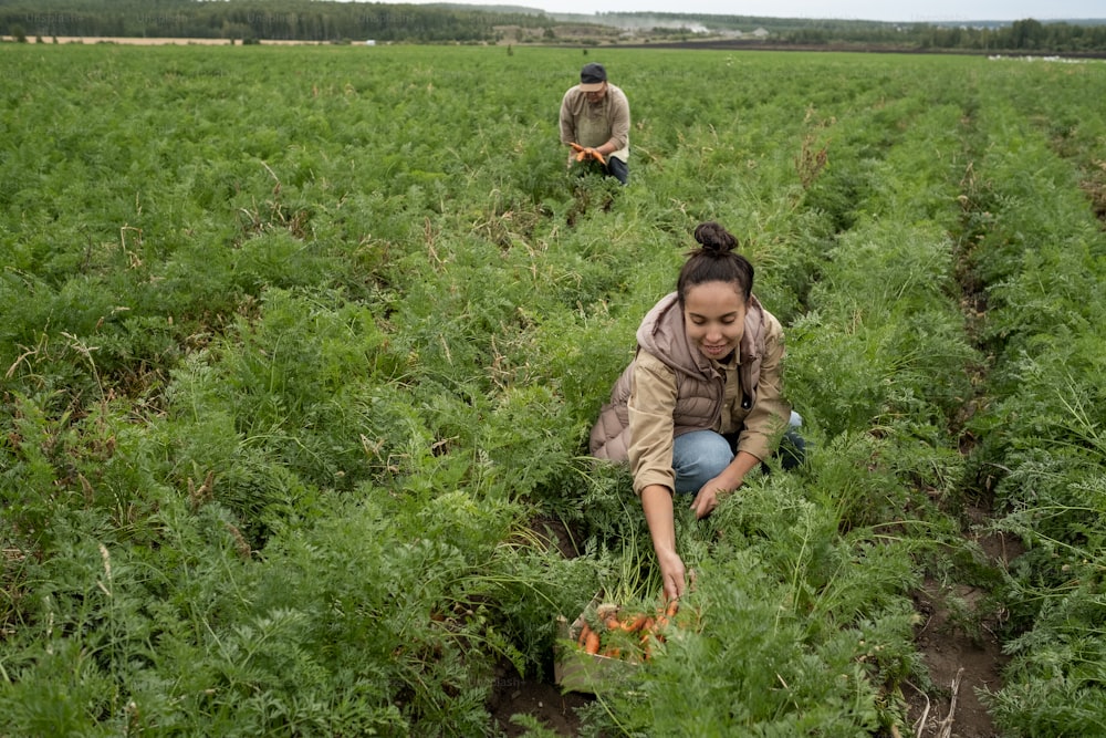 Young woman picking up carrots against mature farmer on large plantation of farm