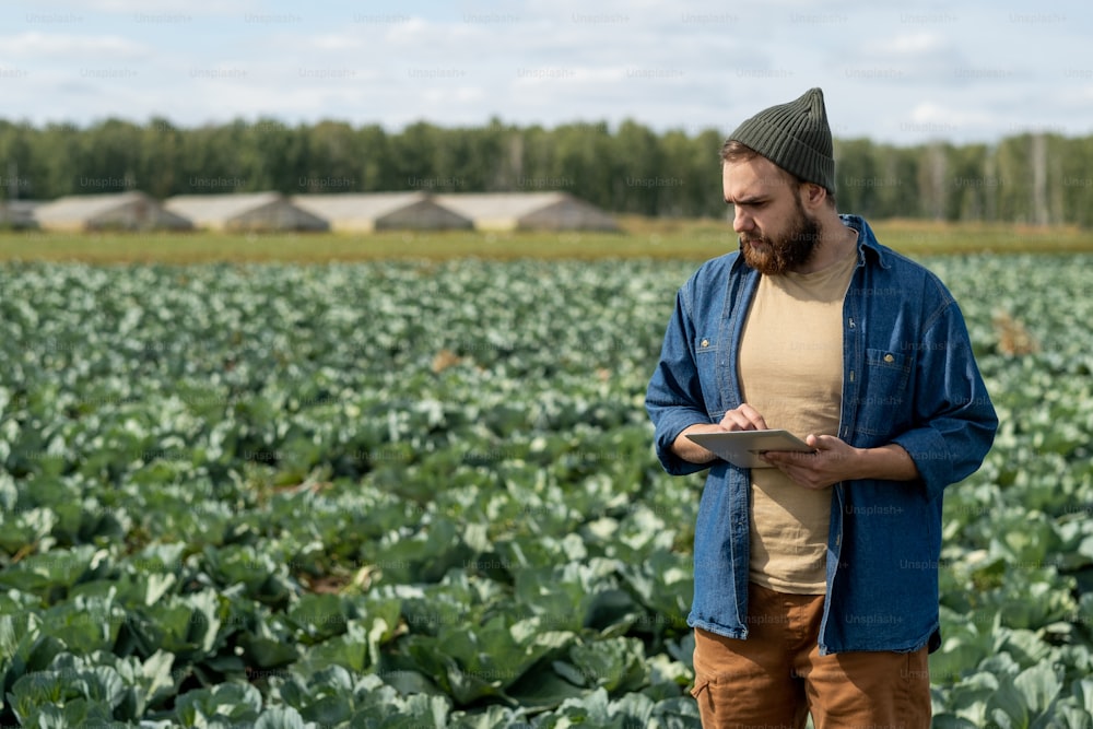 Bearded young farmer with tablet looking at growing cabbage heads against large plantation