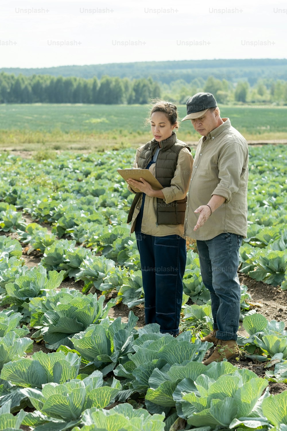 Two agroengineers discussing characteristics of new sort of cabbage while young woman writing them down