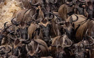 The wildebeest migration in Africa