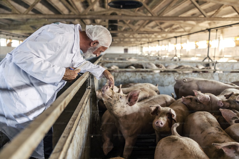 Un veterinario veterano está de pie en la granja de cerdos y verifica la salud del cerdo. El control regular es importante para prevenir enfermedades y dolencias. Veterinario revisando a los cerdos.