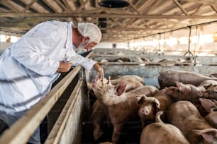 先輩獣医師が養豚場に立って豚の健康状態をチェックしています。病気や病気を予防するためには、定期的な管理が重要です。獣医師が豚をチェックしています。
