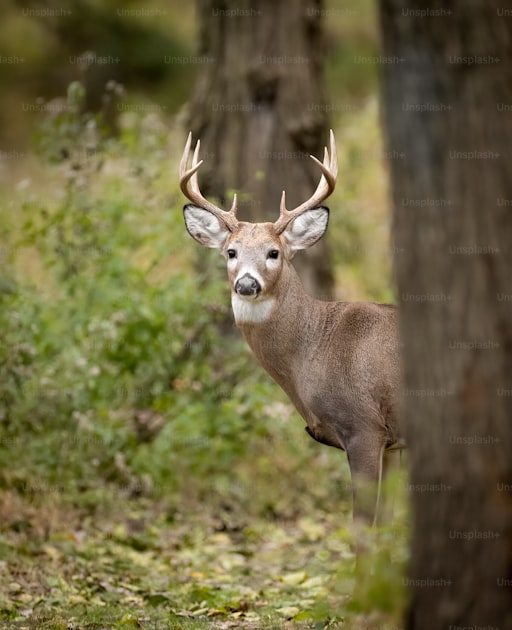 Whitetail deer in Florida palmetto scrub and pine flatwoods hunting terrain