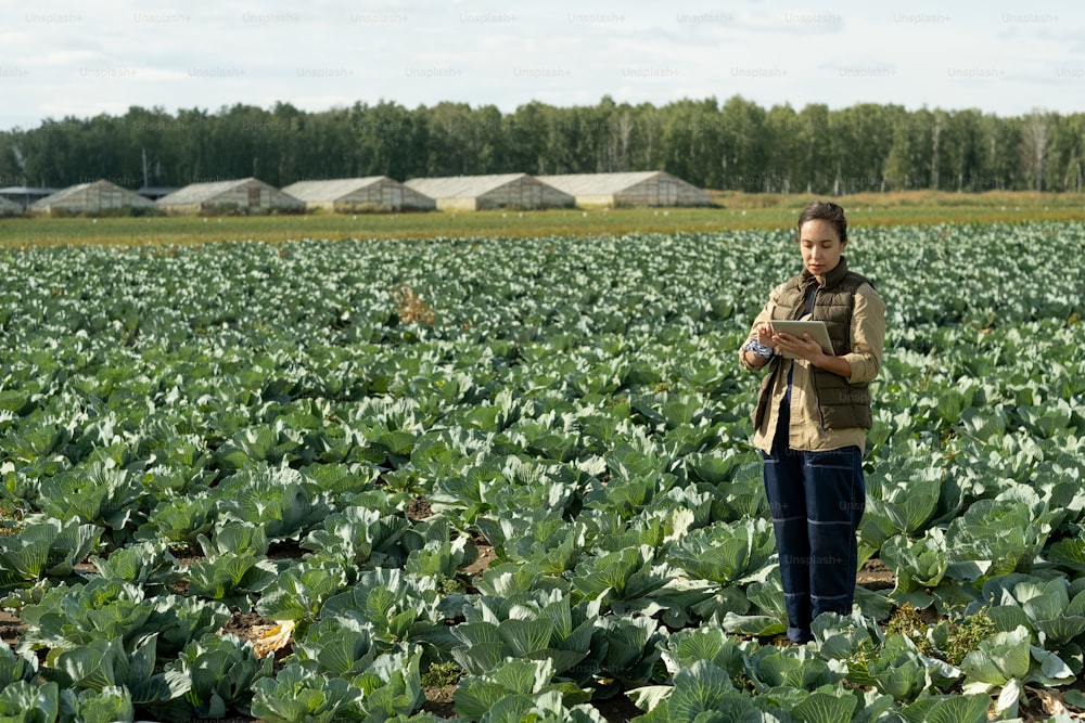 Serious young female agroengineer using tablet while checking cabbages on plantation