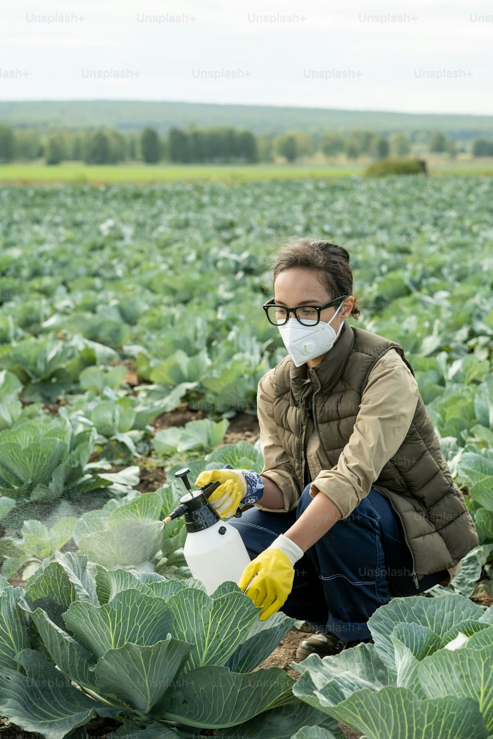 Female vegetable farmer in respirator and gloves spraying cabbages to remove pesticides