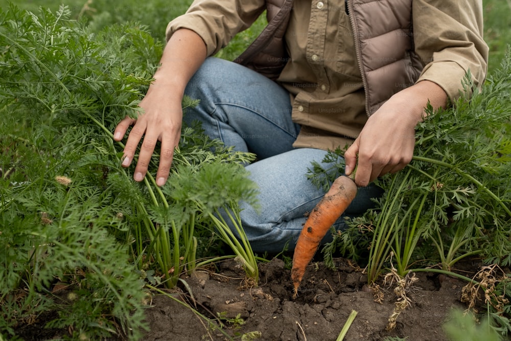 Close-up of unrecognizable woman crouching on field and pulling carrot out of soil while harvesting crop