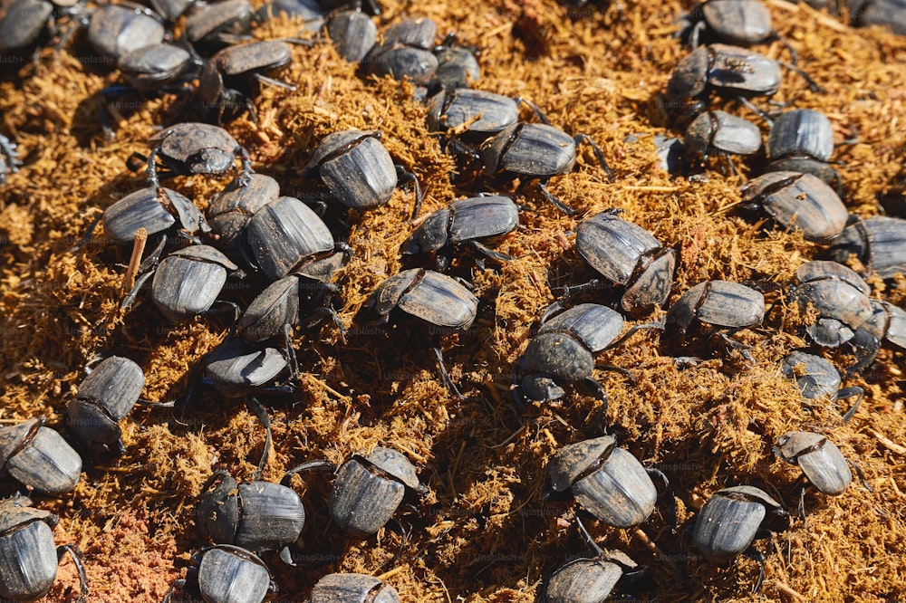 Numerosos escarabajos peloteros se alimentan con estiércol de rinoceronte. Escarabajos peloteros fotografiados en Namibia.