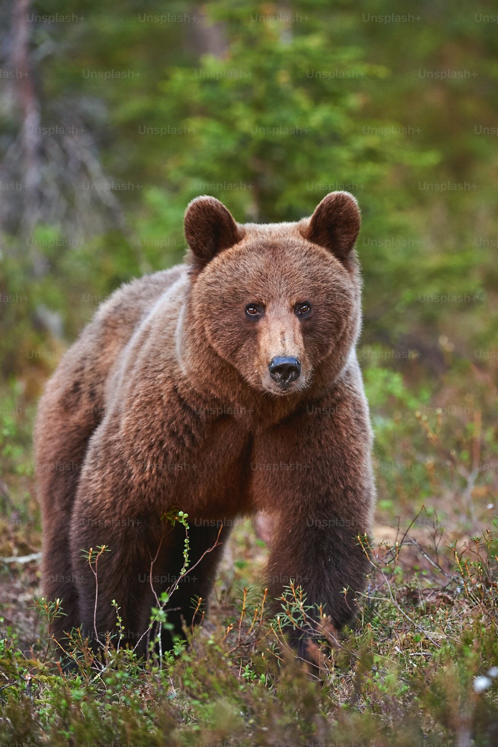 Beautiful brown bear female (Ursus arctos) photographed from the front while walking in the northern wild taiga.