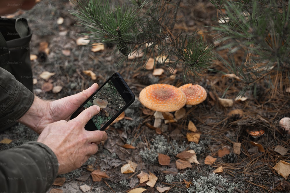 스마트폰을 들고 버섯을 쏘는 알아볼 수 없는 은퇴자의 수평 사진. 자연 개념의 ��사람들