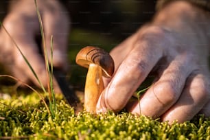 Close-up of a happy senior man collecting mushrooms in the forest. Unrecognizable male person holding knife and cutting off the fungi