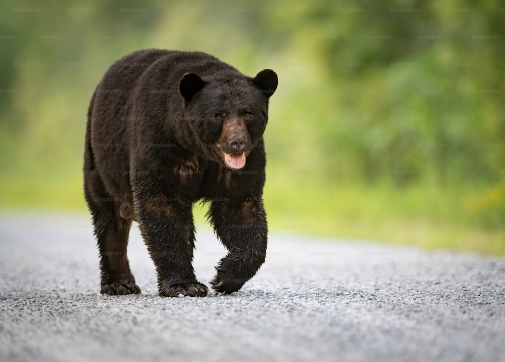 A Black Bear Portrait in the woods.