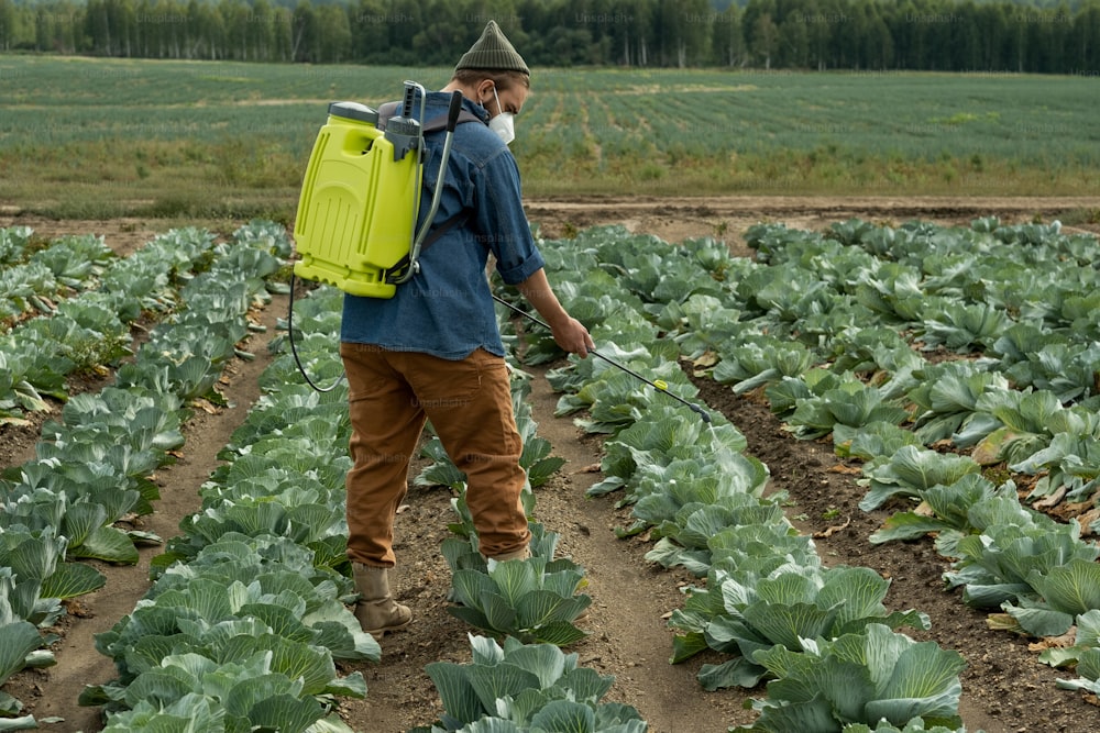 Young farmer in respirator and hat wearing pressure sprayer backpack spraying pesticides on cabbages