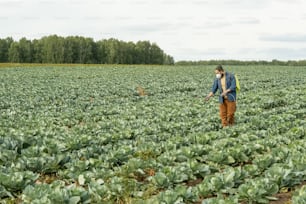 Man in respirator walking along cabbage field and using backpack sprayer while protecting plant from pests