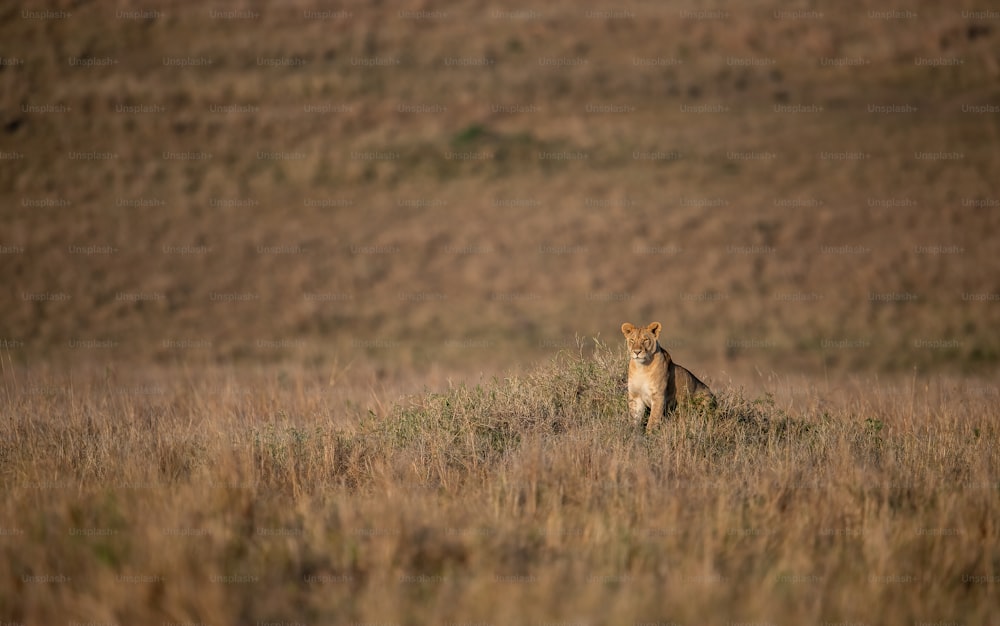 Retrato de un león en el Masai Mara, África