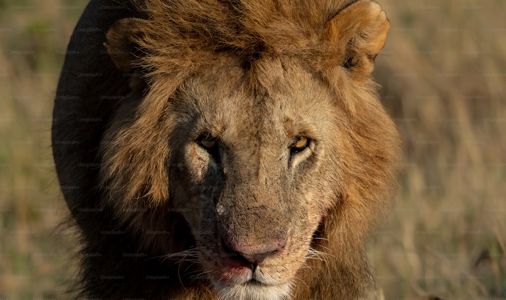 A lion portrait in the Maasai Mara, Africa