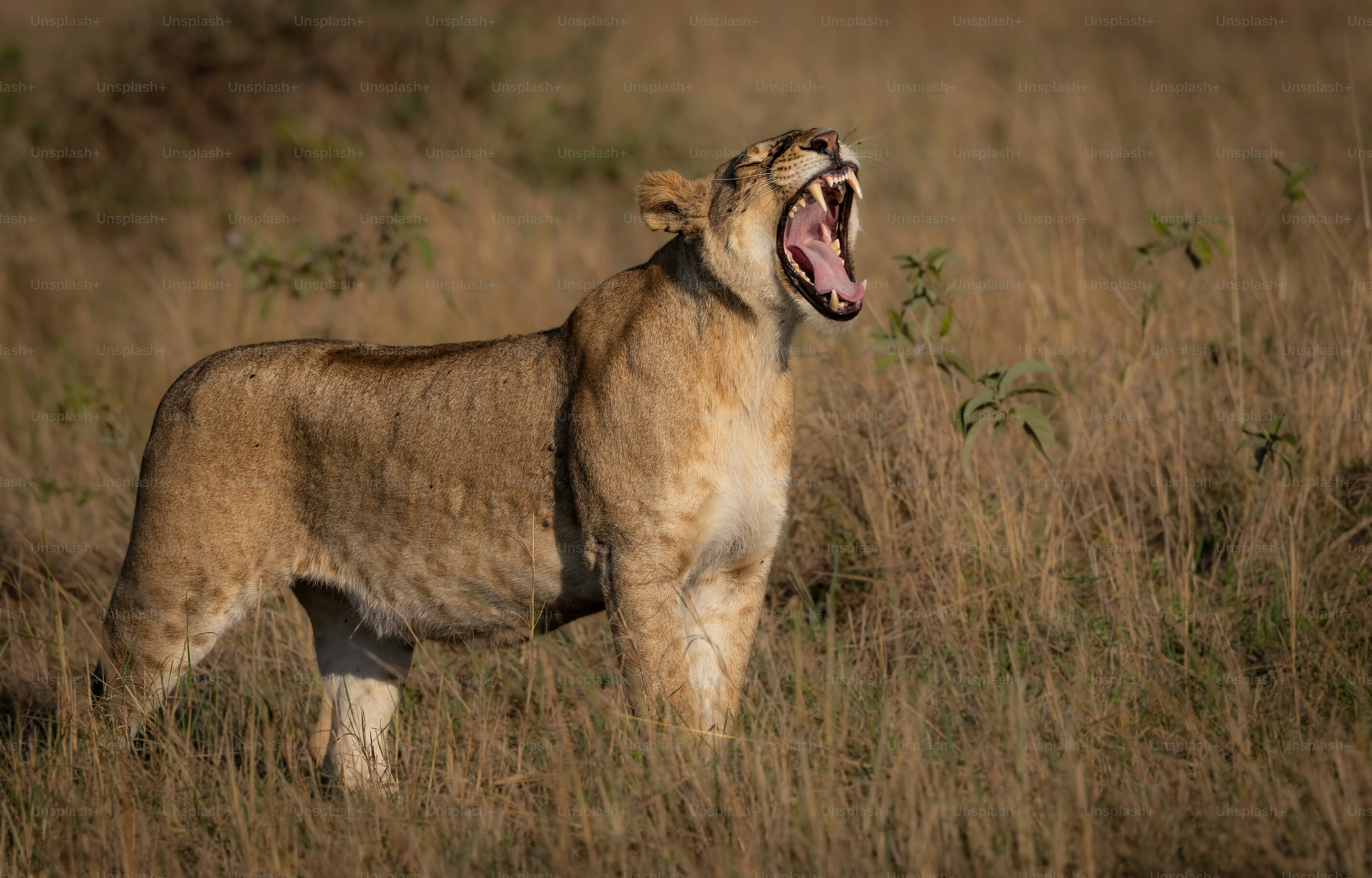 A lion portrait in the Maasai Mara, Africa