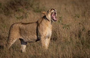 A lion portrait in the Maasai Mara, Africa