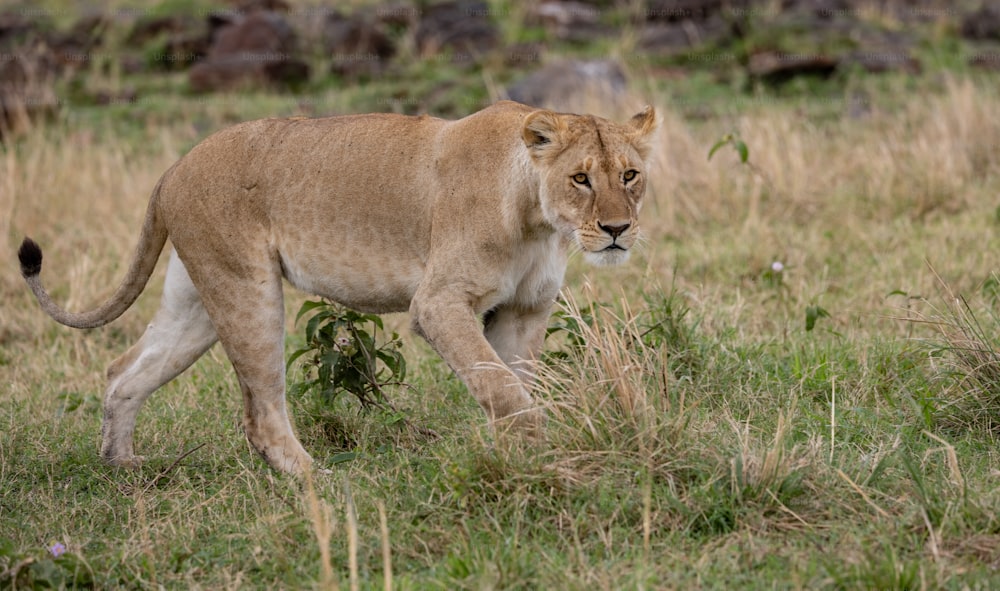 アフリカのマサイマラにあるライオンの肖像画