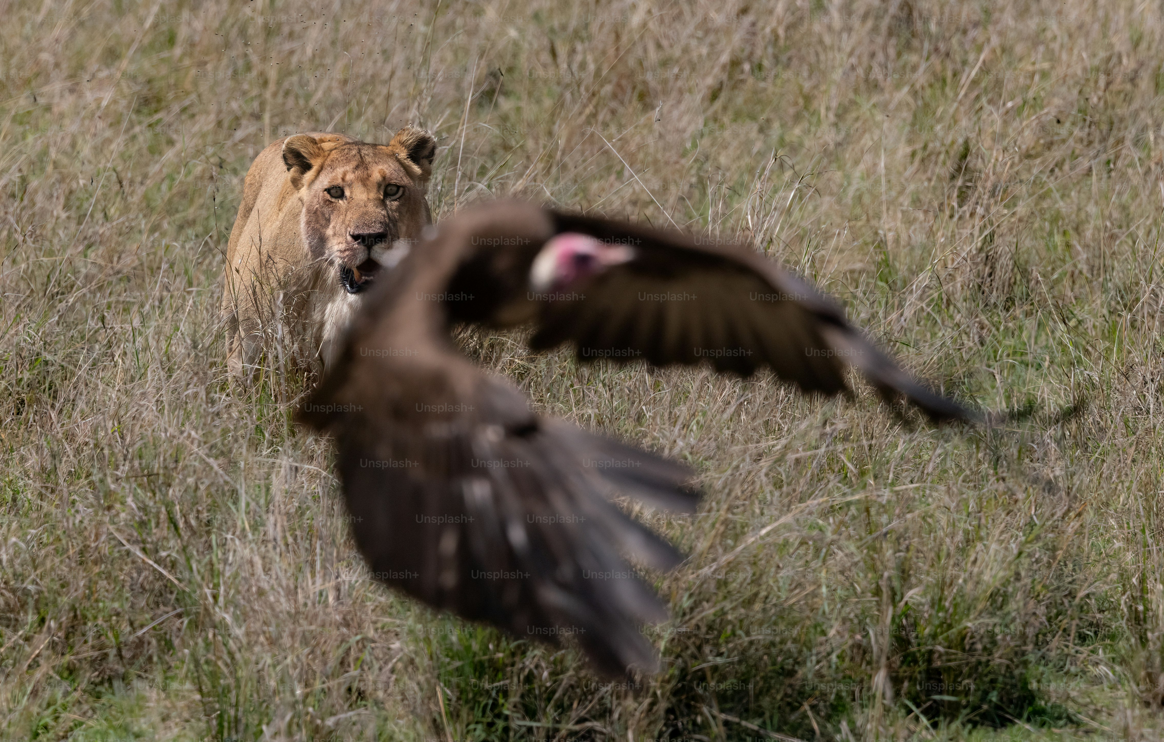 A lion portrait in the Maasai Mara, Africa