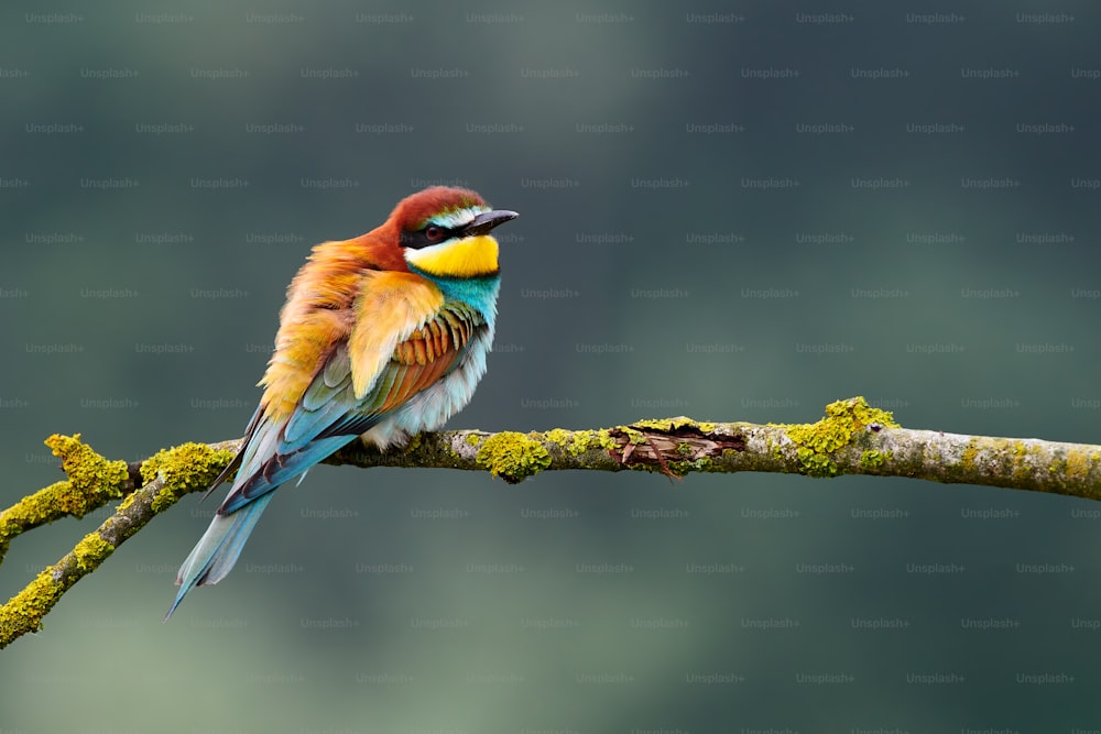 Beau guêpier d’Europe, Merops apiaster perché sur une branche jaune.