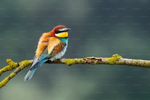 Beautiful european bee eater, Merops apiaster perched on a yellow branch.