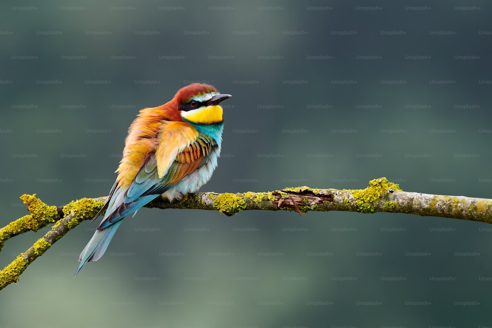 Beautiful european bee eater, Merops apiaster perched on a yellow branch.