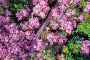 Aerial view of cherry blossom tree at Phu chi fa mountains in Chiang rai province, Thailand.