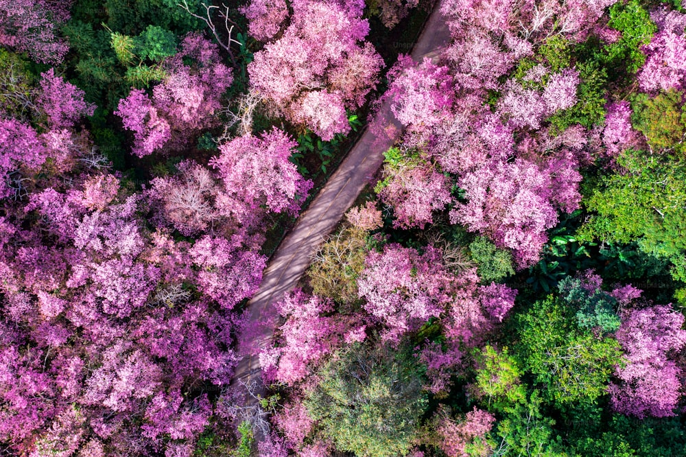 Vista aérea del cerezo en flor en las montañas Phu chi fa en la provincia de Chiang rai, Tailandia.