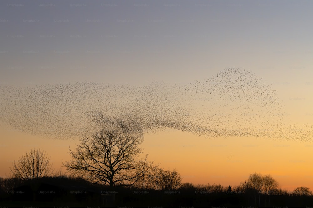 Beau grand troupeau d’étourneaux. Une volée d’étourneaux vole aux Pays-Bas. En janvier et février, des centaines de milliers d’étourneaux se sont rassemblés dans d’immenses nuages. Murmures d’étourneaux.