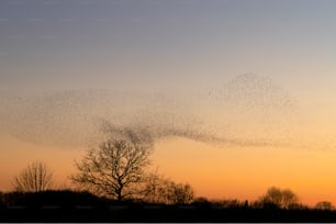 Schöne große Herde von Staren. Ein Schwarm Starenvögel fliegen in den Niederlanden. Im Januar und Februar sammelten sich Hunderttausende Stare in riesigen Wolken. Starenmurmeln.