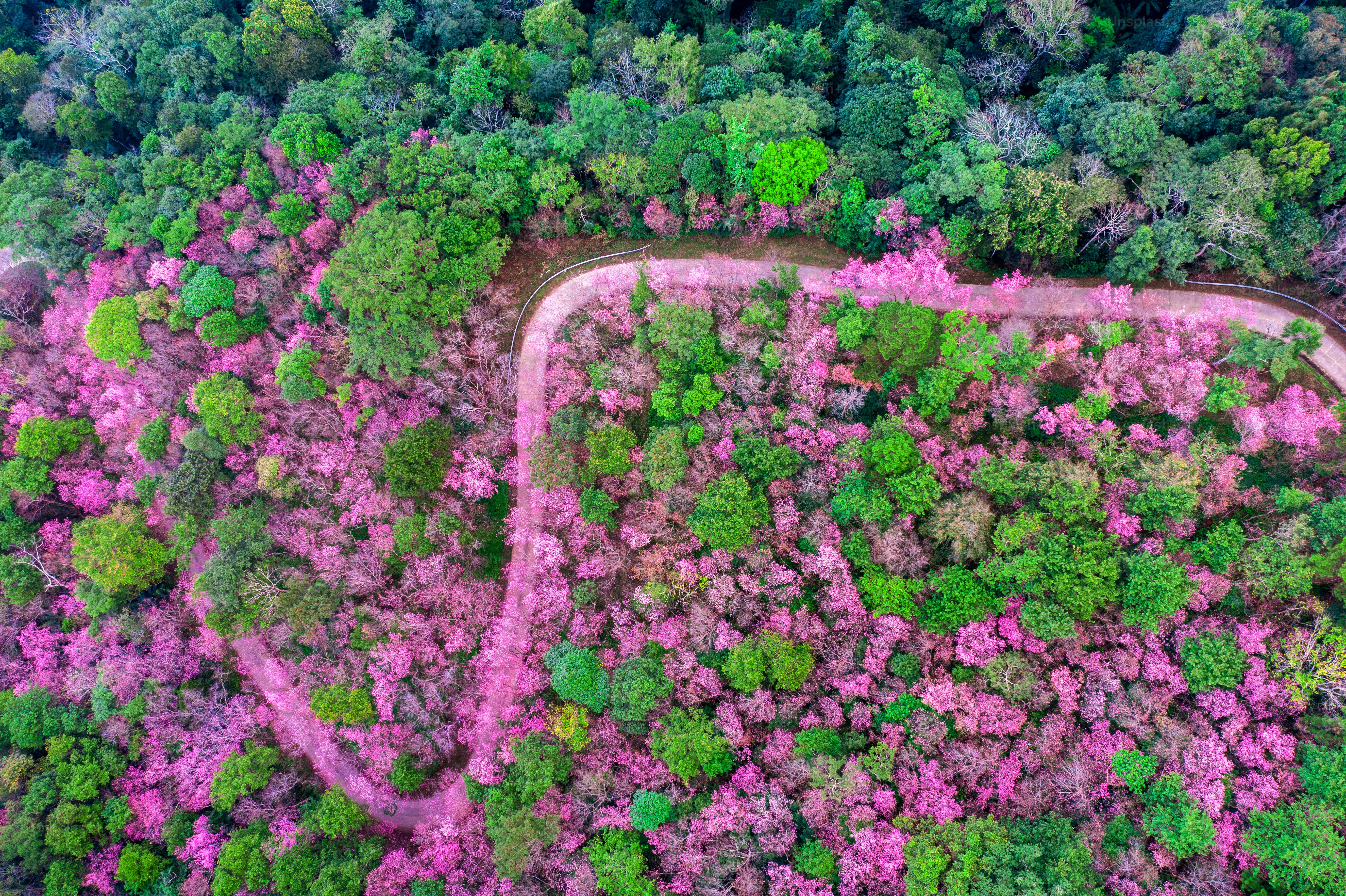 Aerial view of cherry blossom tree at Phu chi fa mountains in Chiang rai province, Thailand