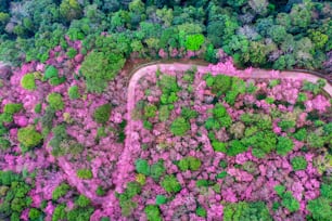 Aerial view of cherry blossom tree at Phu chi fa mountains in Chiang rai province, Thailand.