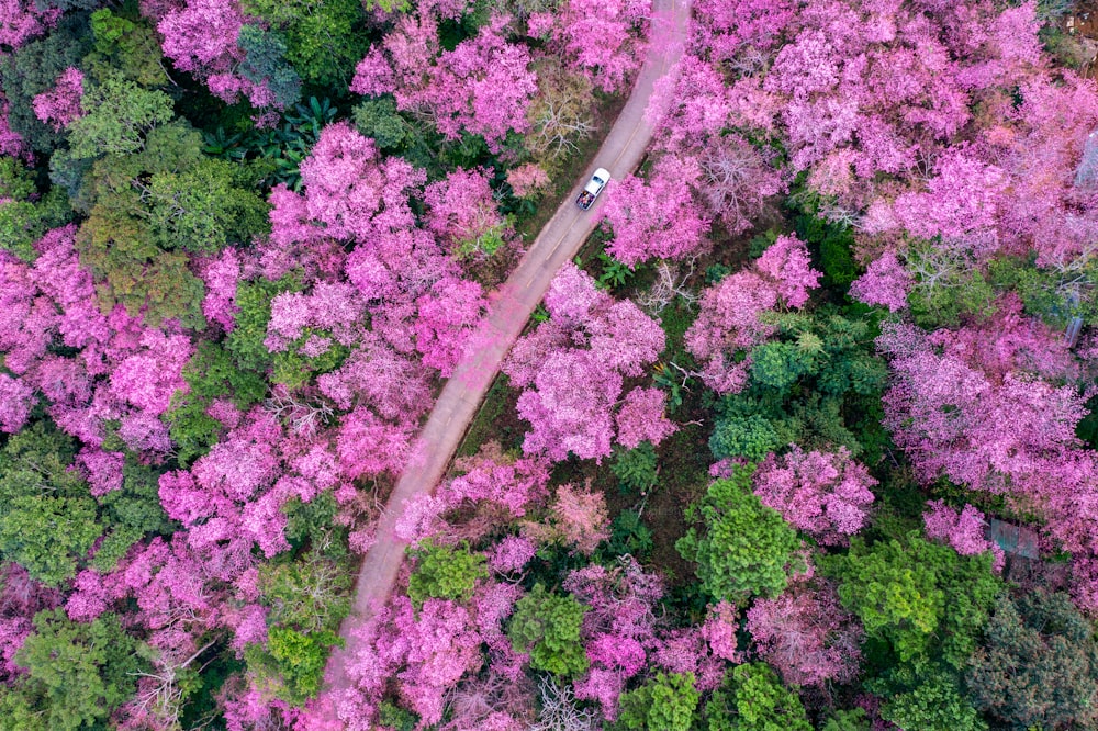 Aerial view of cherry blossom tree at Phu chi fa mountains in Chiang rai province, Thailand.