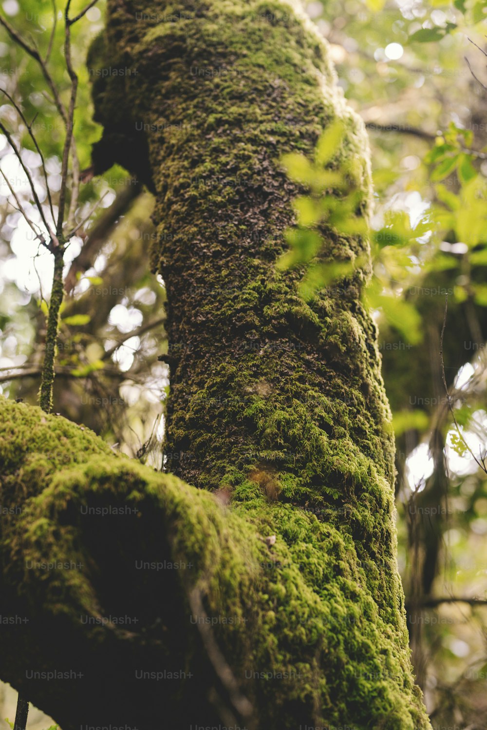 숲 숲에서 녹색 사향으로 줄기 나무의 클로즈업 - 주변 및 자연 보존 관리의 개념