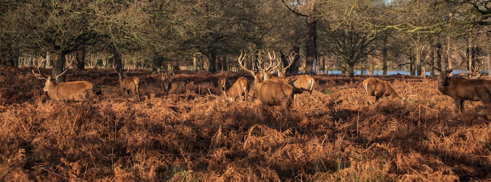 Epic image of herd of red deer stags Cervus Elaphus in glowing golden dawn sunlight in forest landscape scene with stunning light