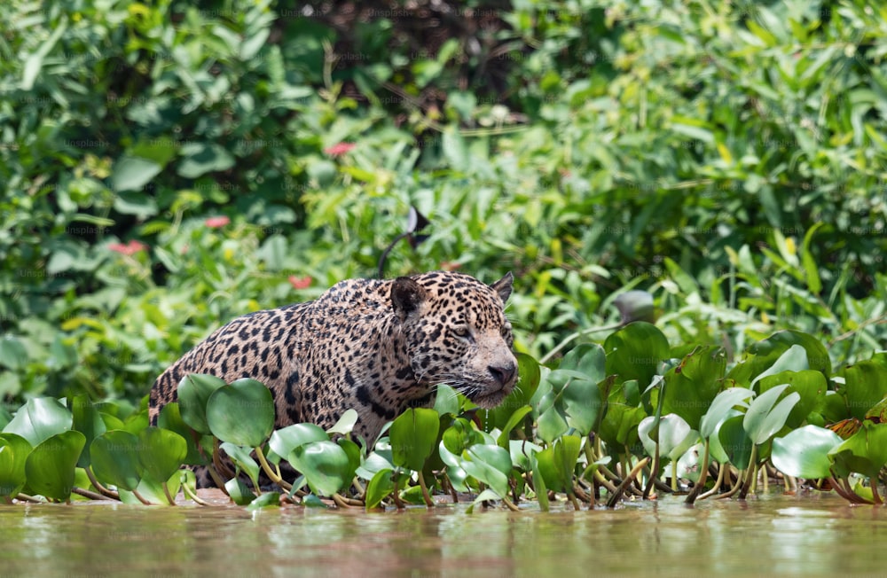 강가의 물에 재규어를 몰래 넣는다.  녹색 자연 배경입니다. 표범 속 온카. 자연 서식지. 쿠이아바 강, 브라질