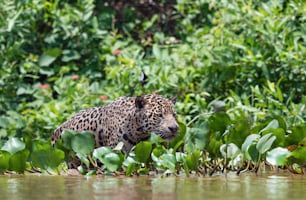 Esgueirando-se Jaguar na água no rio.  Fundo natural verde. Panthera onca. Habitat natural. Rio Cuiabá, Brasil