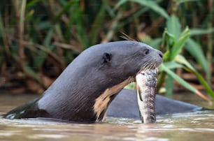 Lontra gigante comendo peixe na água. Vista lateral. Fundo natural verde. Lontra-do-rio-gigante, Pteronura brasiliensis. Habitat natural. Brasil