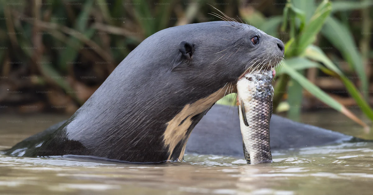 Loutre G ante Mangeant Du Poisson Dans L eau Vue Lat rale Fond loutre-g-ante-mangeant-du-poisson-dans-l-eau-vue-lat-rale-fond