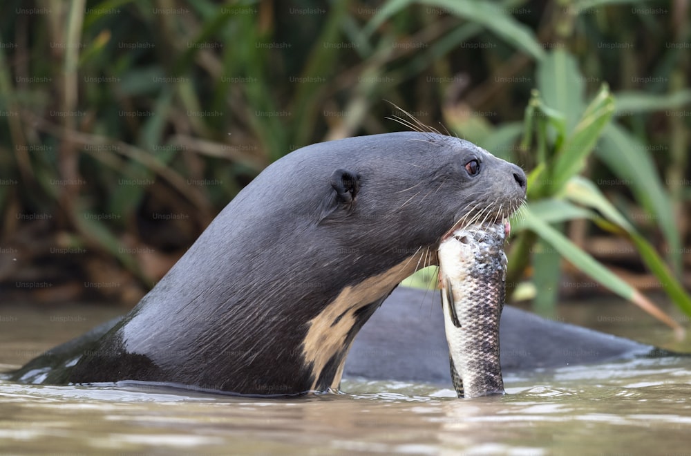 Giant Otter eating fish in the water. Side view. Green natural background. Giant River Otter, Pteronura brasiliensis. Natural habitat. Brazil