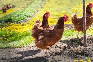 Hen in the garden on a farm - free breeding