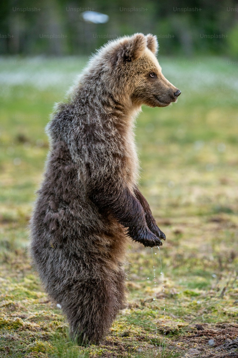 Cucciolo d'orso sulla palude nella foresta primaverile,. Il cucciolo d'orso si regge sulle zampe posteriori.  Famiglia di orsi bruni. Nome scientifico: Ursus arctos.