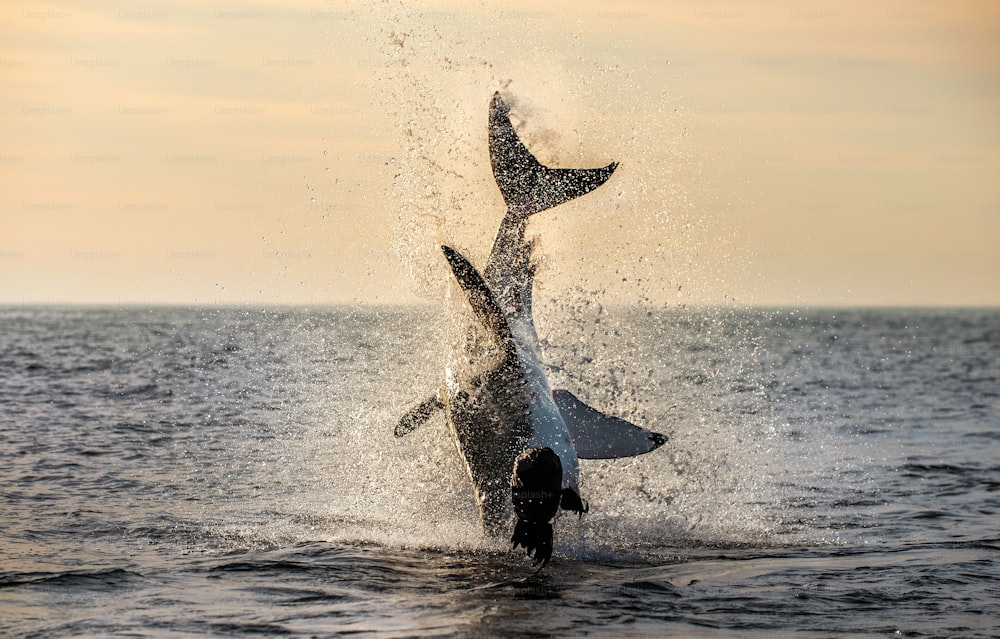 Jumping Great White Shark.   Scientific name: Carcharodon carcharias. South Africa